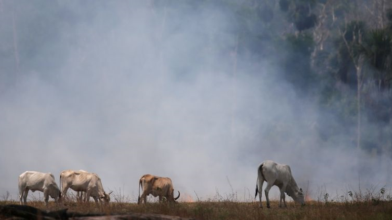 Gado perto de fumaça em Rondônia, em foto de 2019; na Amazônia, fogo é usado intencionalmente para abrir ou limpar terrenos