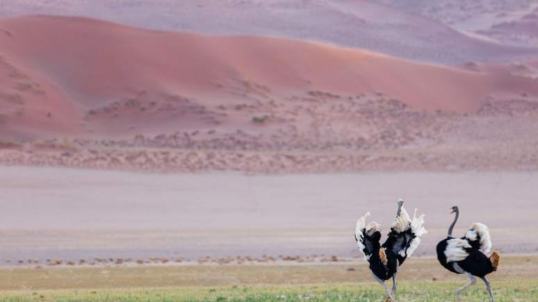 Para sobreviver ao clima do deserto, os avestruzes aumentam a temperatura do corpo para reduzir a perda de &aacute;gua