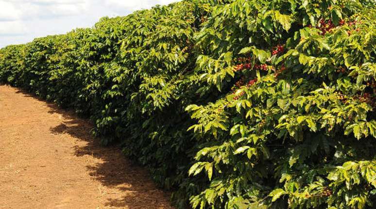 Prêmio Ernesto Illy destaca grãos de café de qualidade e plantados de forma sustentável