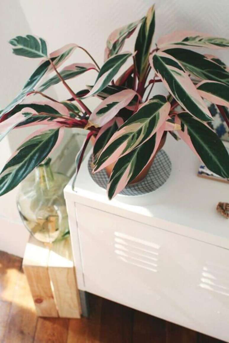 24- As plantas para sala como a Maranta &eacute; uma tend&ecirc;ncia na decora&ccedil;&atilde;o Fonte: Follow the Colours