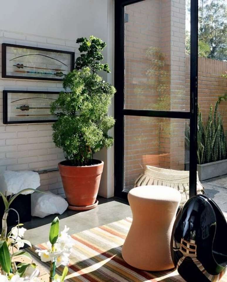 61- As plantas para sala como a &Aacute;rvore da Felicidade precisam de ilumina&ccedil;&atilde;o natural para se desenvolver adequadamente. Fonte: Lia Coutinho