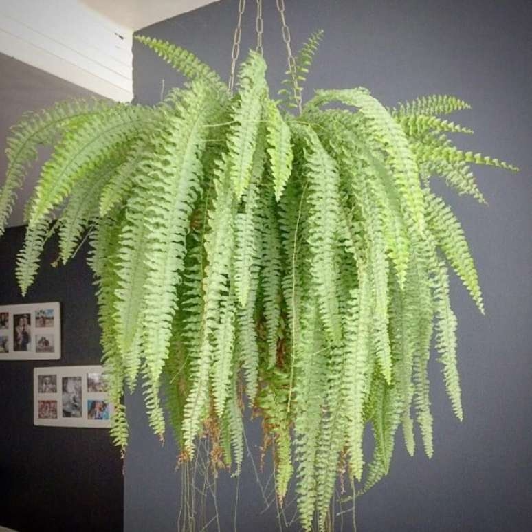 73- As samambaias apresentam um caimento encantador, por isso s&atilde;o muito como plantas para sala. Fonte: Pinterest