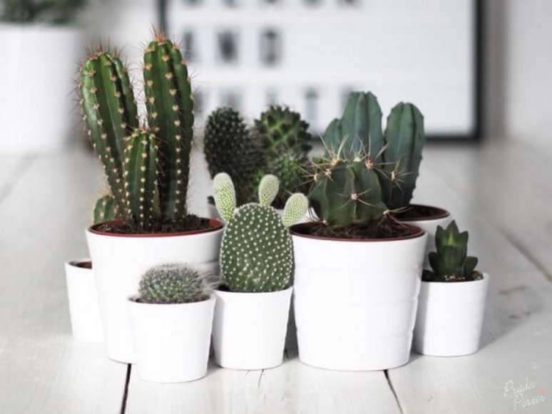 67- Os cactos s&atilde;o &oacute;timas plantas para sala. Fonte: Blog da Living