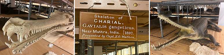 Acervo do Museu de Hist&oacute;ria Natural brit&acirc;nico tem esqueletos de gavial trazidos no per&iacute;odo colonial