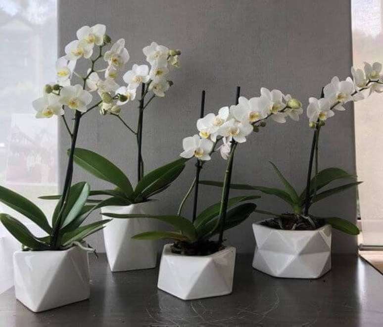 6. Mini orquídea branca para decoração de casa – Via: Revista VD