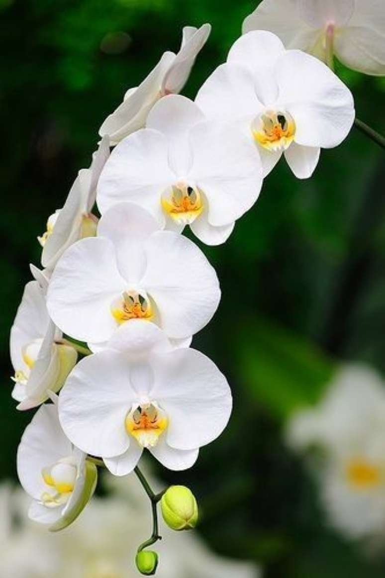 21. Orquídea branca na decoração de casa – Via: Vale das Orquídeas