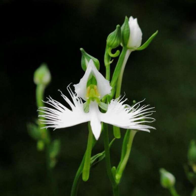 23. Orquídea garça branca – Via: Bang good