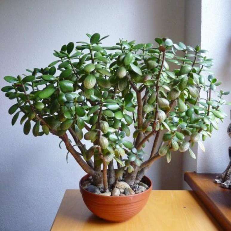 23. Como cuidar da planta jade – Via: Succulent Avenue