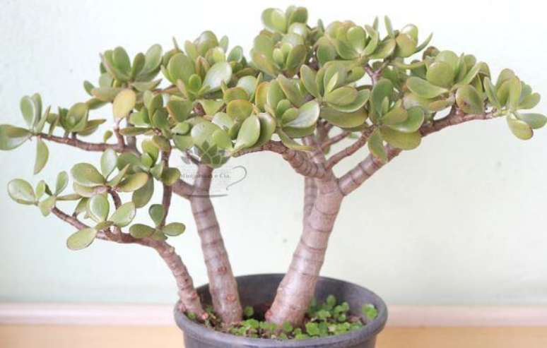 32. Planta jade decorando o mini jardim em casa – Via: Pinterest