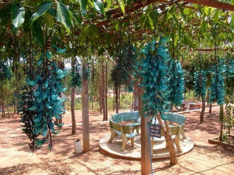 5. Planta jade azul no jardim – Via: Pinterest