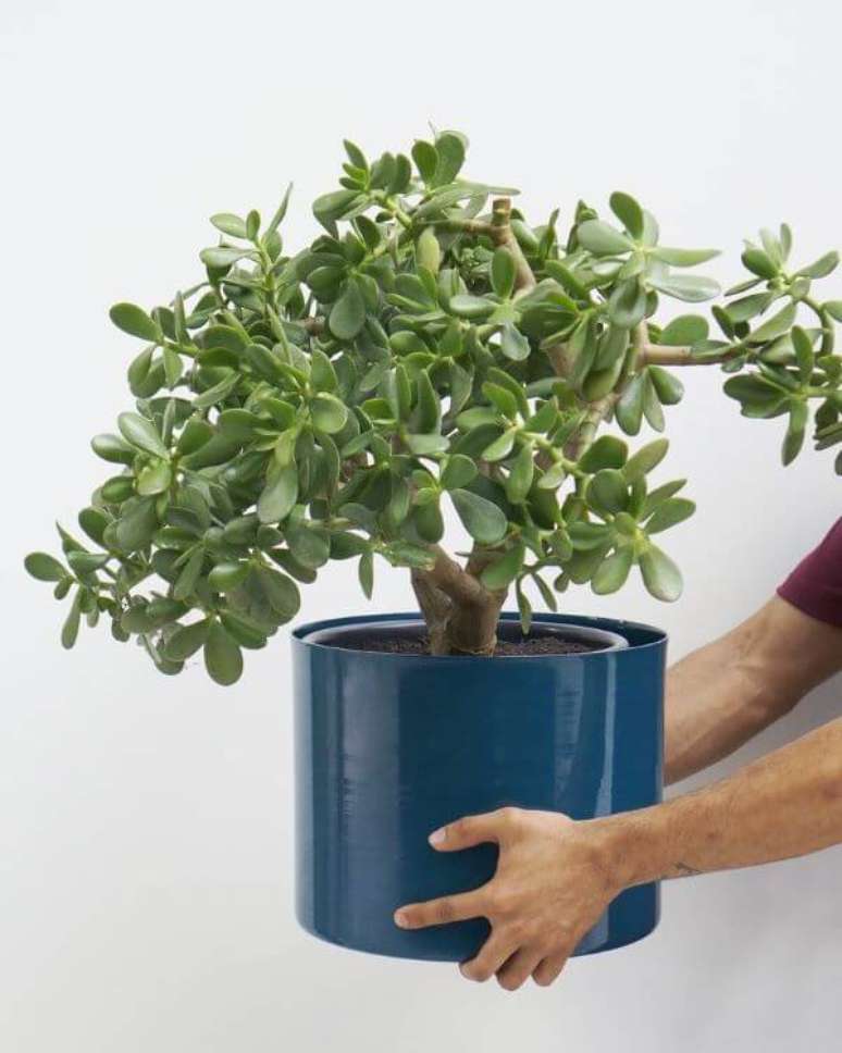 18. Vaso grande planta jade – Via: Selvva