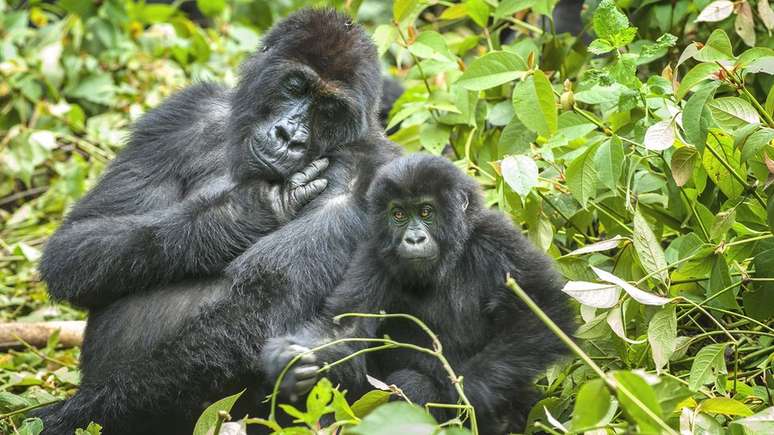 Gorilas nas montanhas do Congo enfrentam a ameaça da caça ilegal