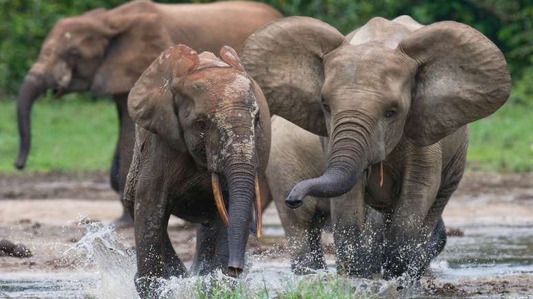 Elefantes estão sob ameaça de caçadores e perdas de habitat