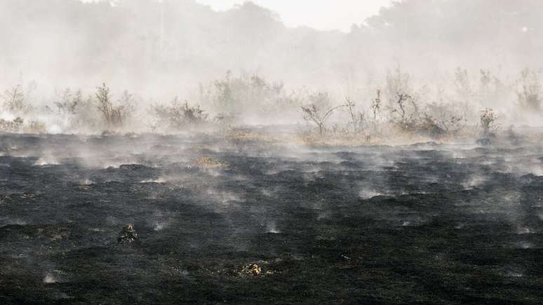 Uma das particularidades do Pantanal é que a biomassa, por cima ou por baixo do solo, ajuda a propagar o fogo com rapidez