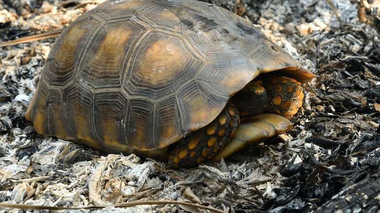 Além do risco de serem alvos das chamas, animais também convivem com a perda de habitat