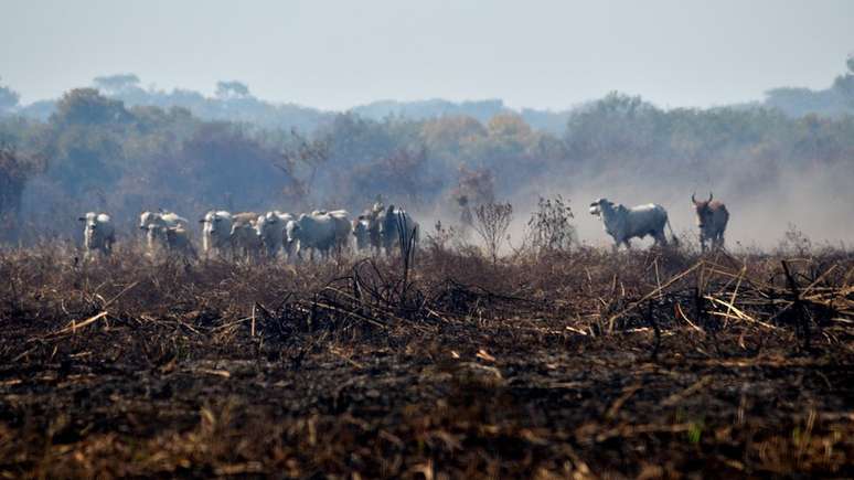 Diante do avanço do fogo, criações de gado são prejudicadas no Pantanal