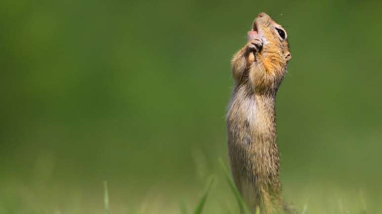 Este espermófilo foi fotografado nessa pose inspirada na Hungria