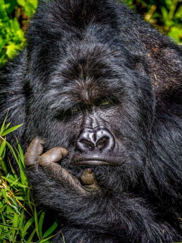 'Entediado', este gorila foi retratado no Parque Nacional de Uganda