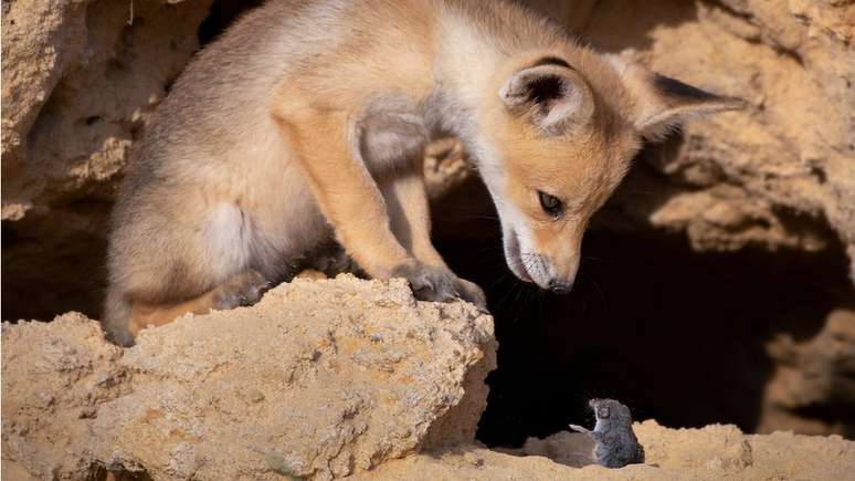 Um rato deve tomar cuidado ao encarar uma raposa, como essa em Israel