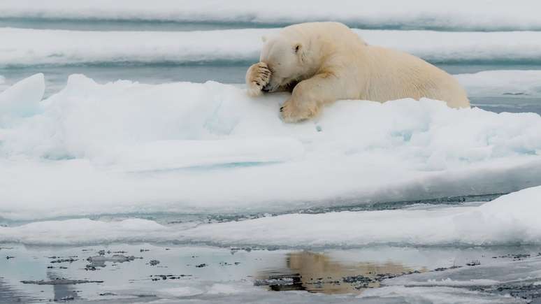 Este urso polar de Spitzberg, na Noruega, parece lamentar o ano de 2020