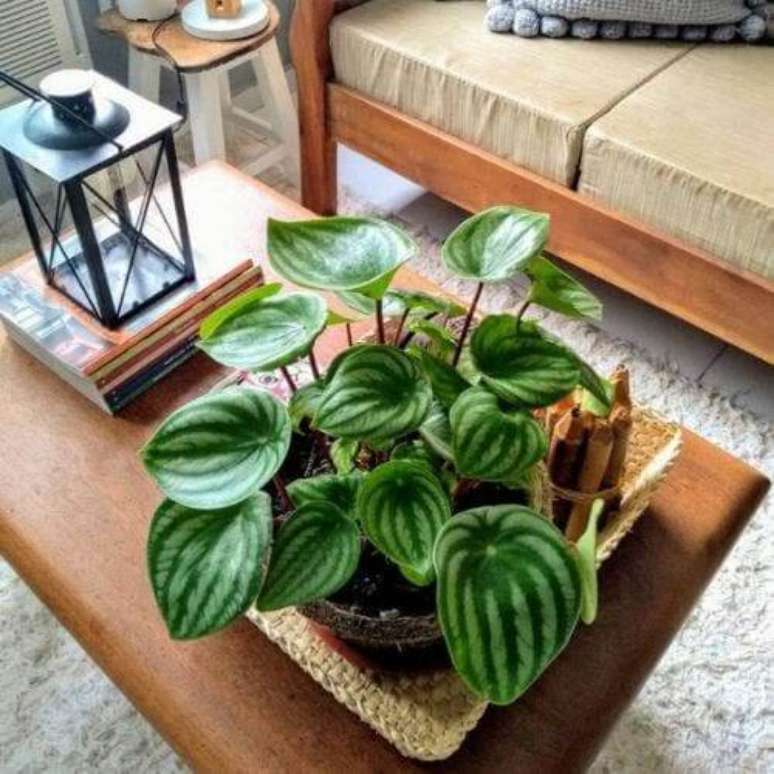 3. Mesa de centro decorada com peperomia melancia &ndash; Via: Dicas Online