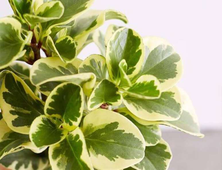 32. Peperomia verde e amarela &ndash; Via: Ansel e Ivy