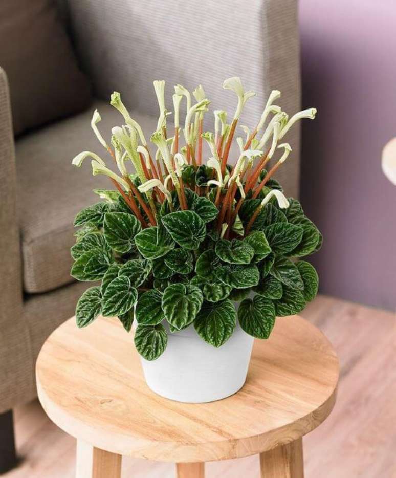 2. Peperomia no centro de mesa – Via: Argyreia