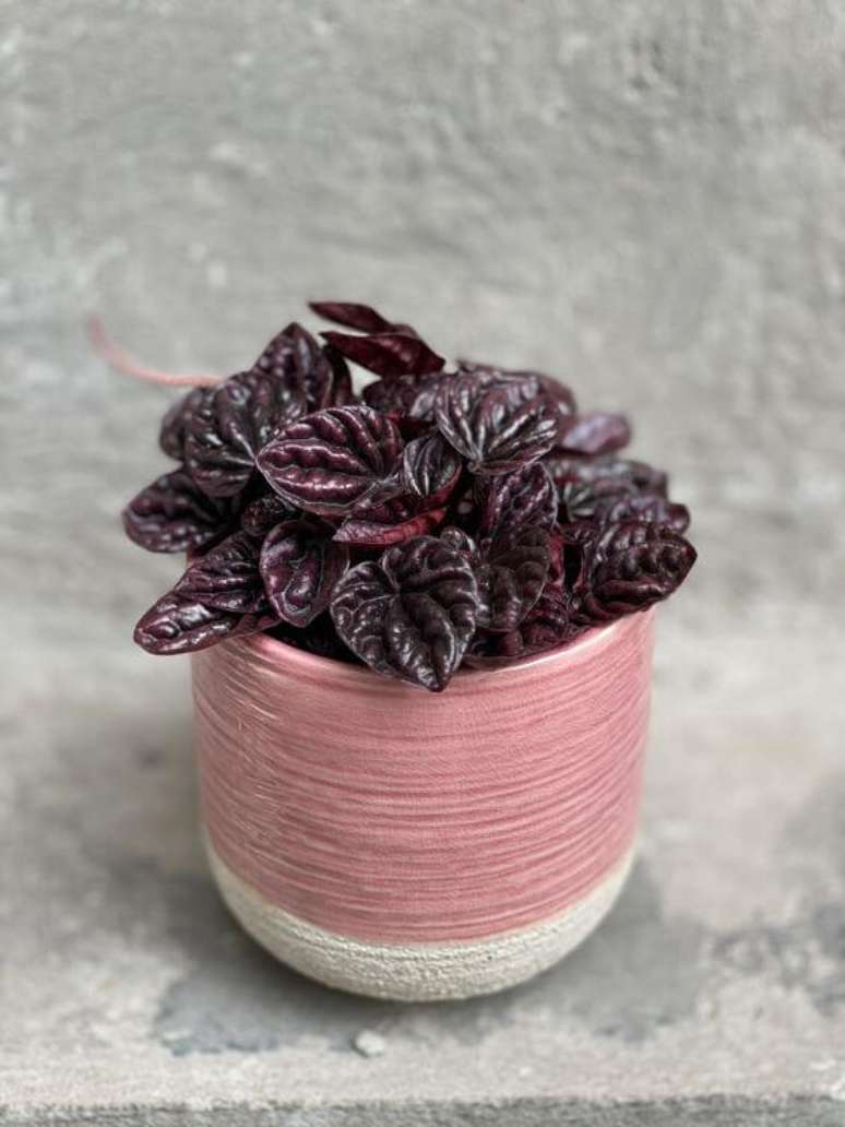 9. Peper&ocirc;mia caperata com vaso rosa &ndash; Via: Schumi Red