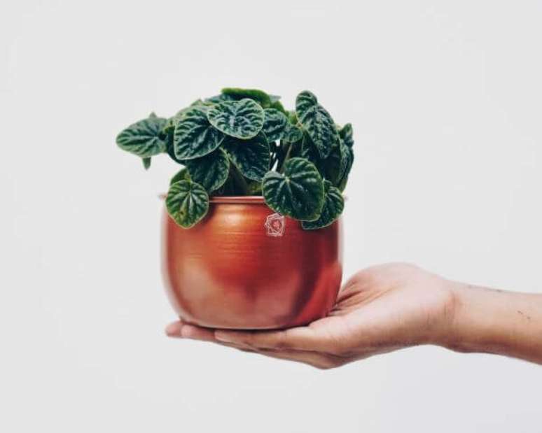 10. Vaso pequeno e ros&eacute; com peper&ocirc;mia &ndash; Via: Selvvva