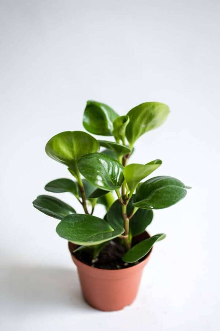 13. Peperômia verde no vaso pequeno para decorar a casa – Via: Lakewood plant company