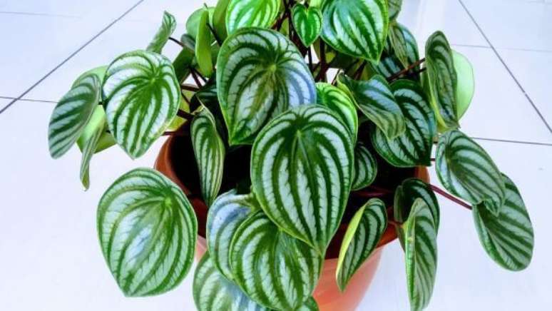 16. Vaso de peper&ocirc;mia melancia &ndash; Via: Pinterest