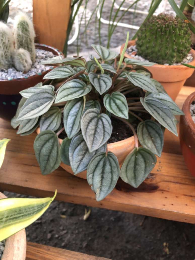 60. Vaso de planta peperomia &ndash; Via: Pinterest