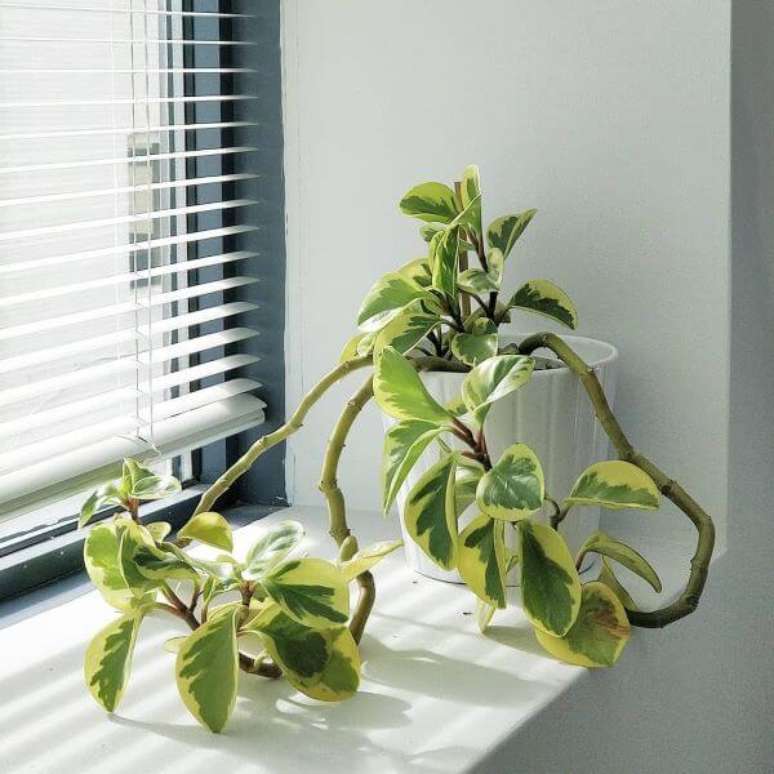 18. Peper&ocirc;mia na janela de casa &ndash; Via: Pinterest