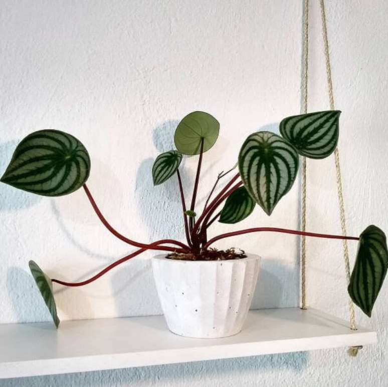 23. Vaso com peperomia &ndash; Via: Concre Plant
