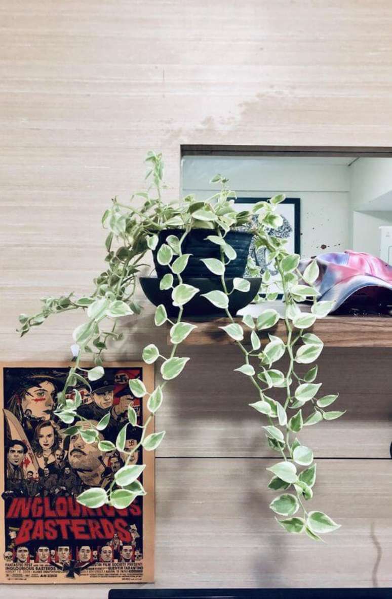 31. Prateleira com peperomia pendente &ndash; Vai: Reddit