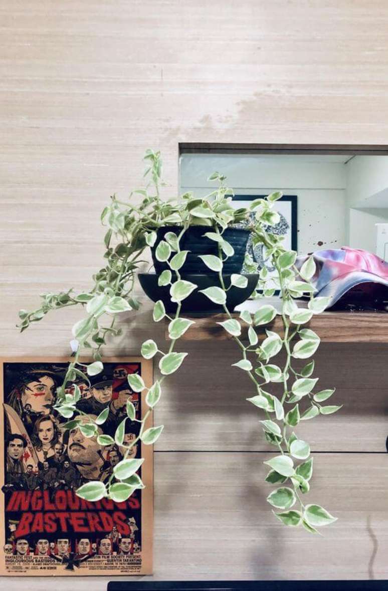 31. Prateleira com peperomia pendente – Vai: Reddit