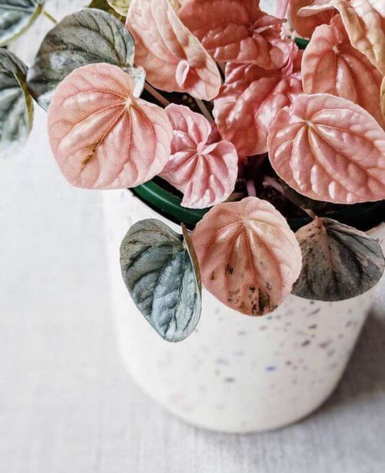 29. Peperômia rosa e verde na decoração – Via: Pinterest