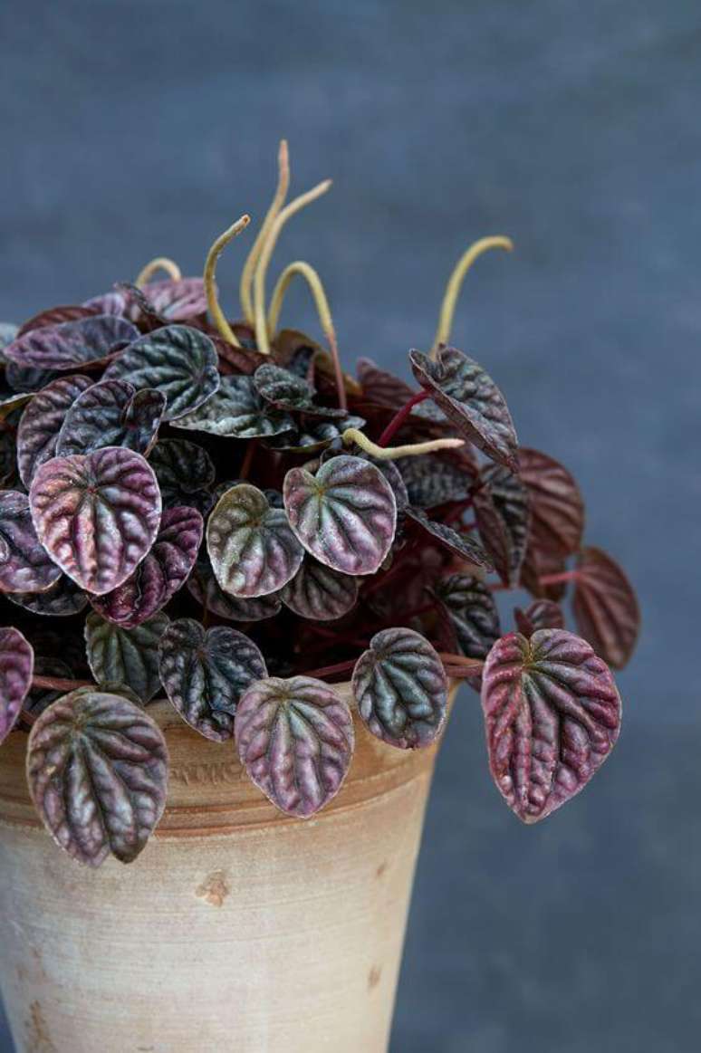 30. Peper&ocirc;mia roxa na decora&ccedil;&atilde;o &ndash; Via: Martha Stewart