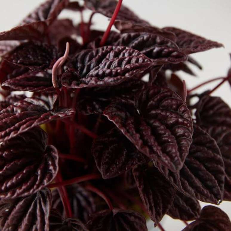 35. A peperomia roxa &eacute; uma das melhores para usar na decora&ccedil;&atilde;o de casa &ndash; Via: Shopterrain