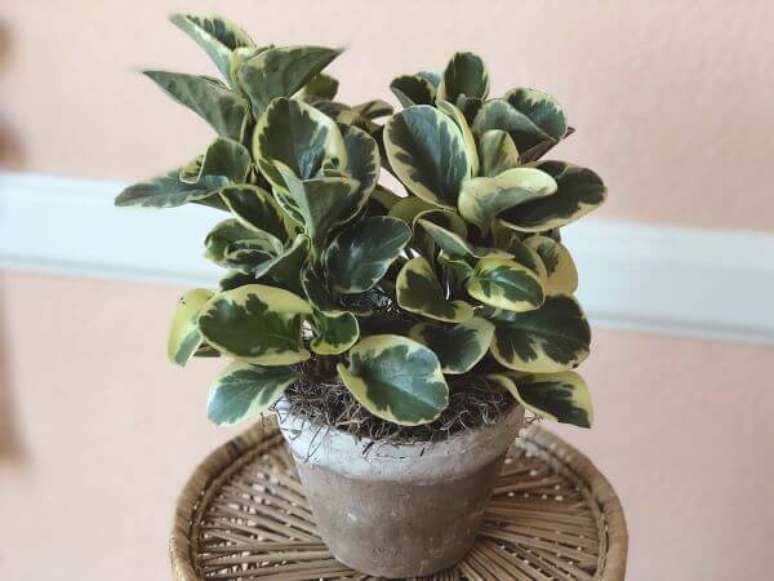 45. Vaso pequeno de peperomia &ndash; Via: Colly Flowers