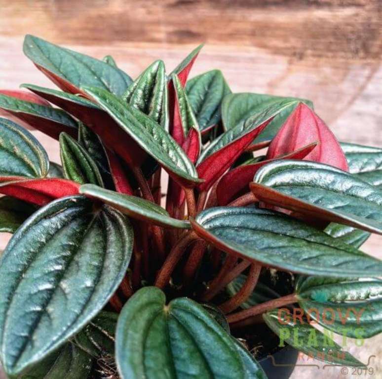59. Peperomia no jardim &ndash; Via: Groovy Plants