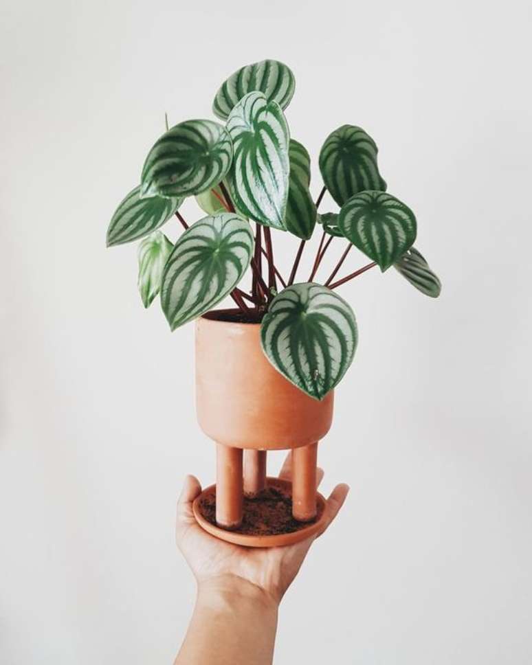 52. Decoração com vaso pequeno de peperomia melancia – Via: Pinterest