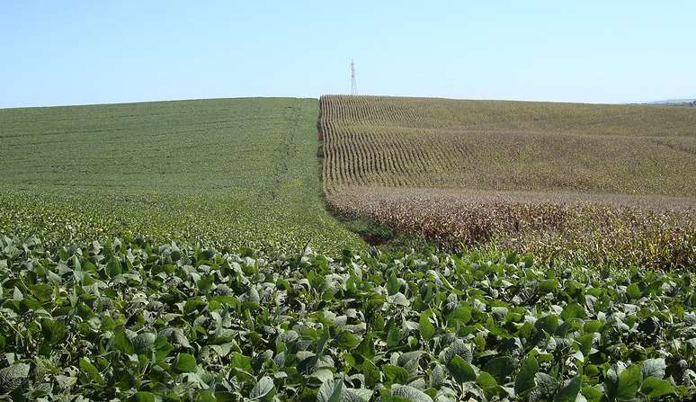 Áreas de cultivo de soja (à esquerda) e milho em Cruz Alta (RS) 
27/02/2008
REUTERS/Inaê Riveras
