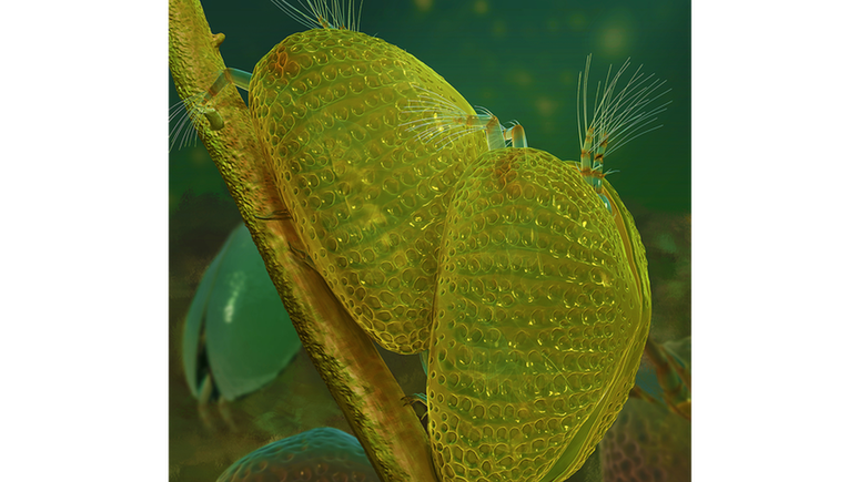 Ilustração da reprodução dos ostracodes; após acasalamento, fêmea ficou presa em gota de âmbar, guardando o espermatozoide que foi revelado cerca de 100 milhões de anos depois