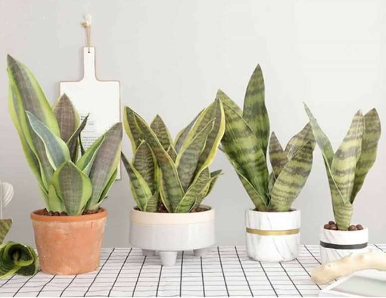 3. A espada de S&atilde;o Jorge &eacute; uma das plantas para decorar a sala de estar. Fonte: Pinterest