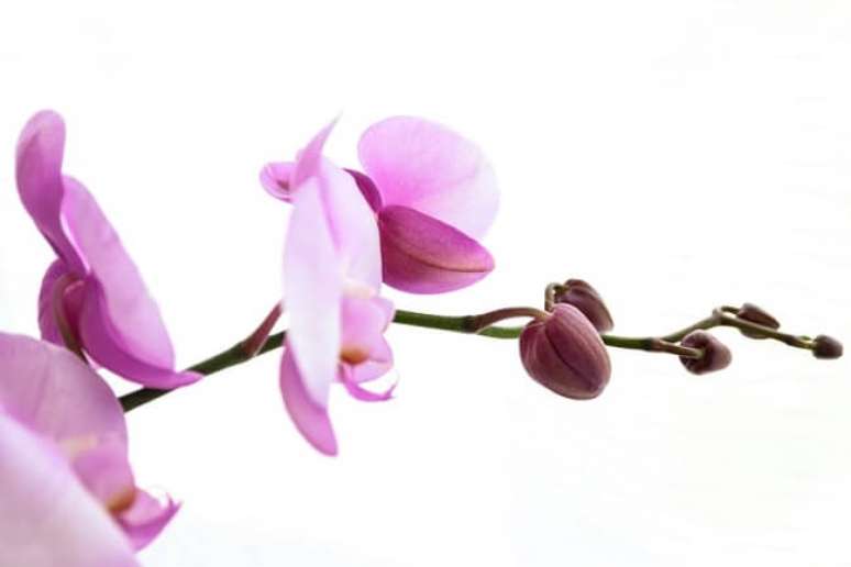 5. A orquídea é uma das plantas para decorar a sala de estar que pode ser colocada sobre uma mesa de centro ou aparador. Fonte: Unsplash
