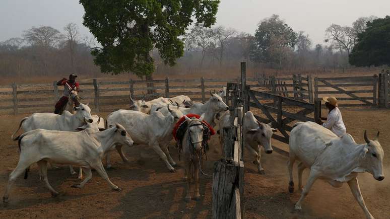 Criação extensiva de gado não ajuda a combater incêndios