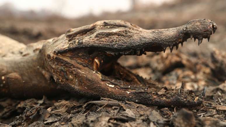 A fauna local, como esse jacaré, tem sofrido profundamente com os incêndios no Pantanal