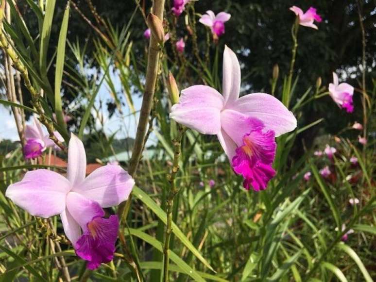 5. A floração da orquídea bambu deixa o jardim alegre. Fonte: Pinterest