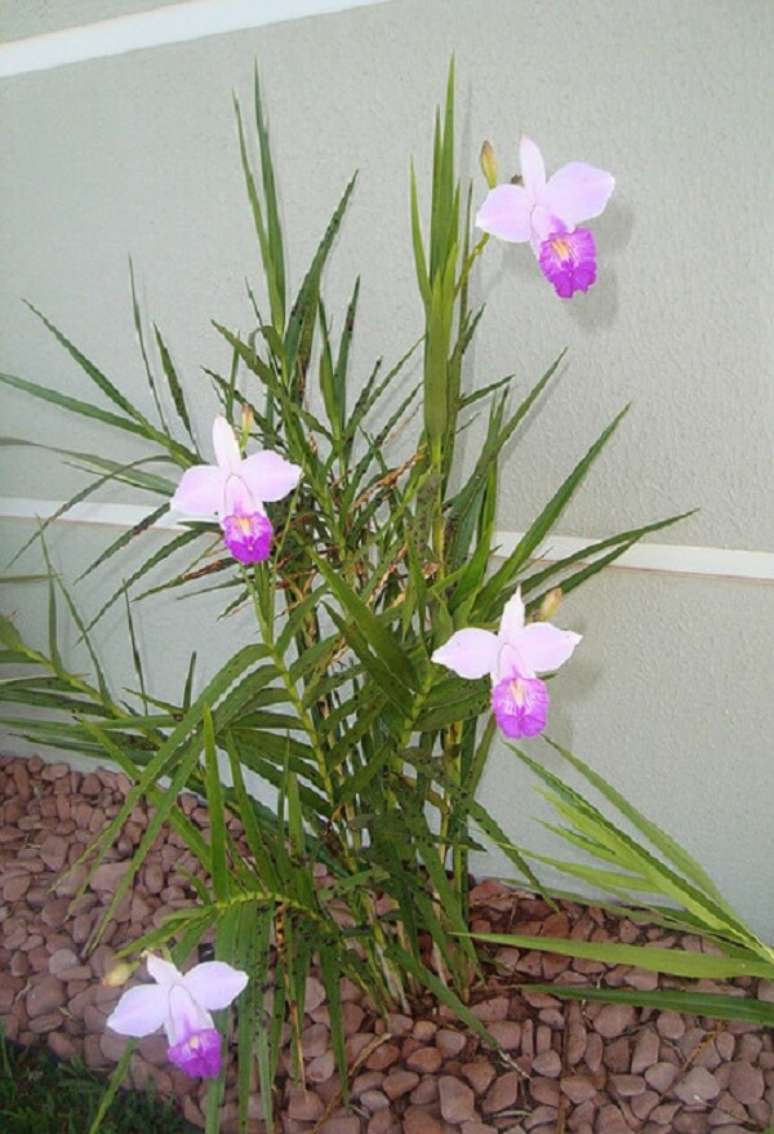 17. A muda de orquídea bambu muro traz vida para o jardim. Fonte: Pinterest